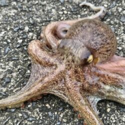 皆さん激渋でボウズ！遠投なら釣れる‼
