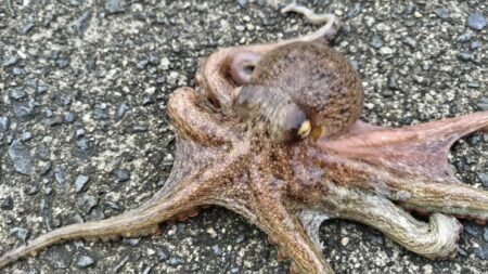 皆さん激渋でボウズ！遠投なら釣れる‼