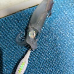 イカメタルで数釣り