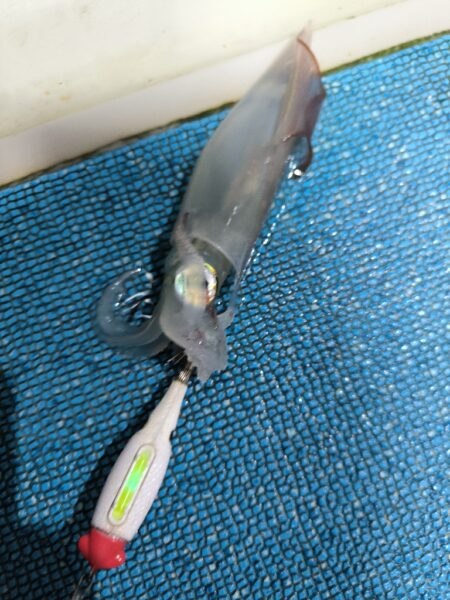 イカメタルで数釣り