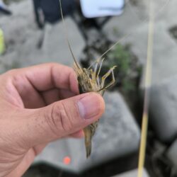 外来生物かわしてテナガエビ