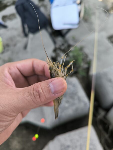 外来生物かわしてテナガエビ