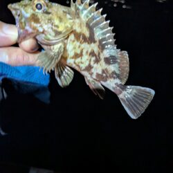根魚