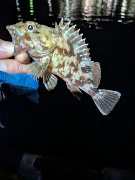 根魚
