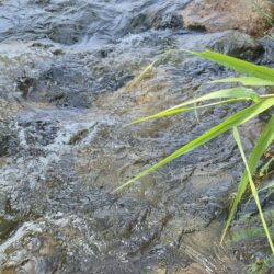 暑いのも渓流は耐えれるねー