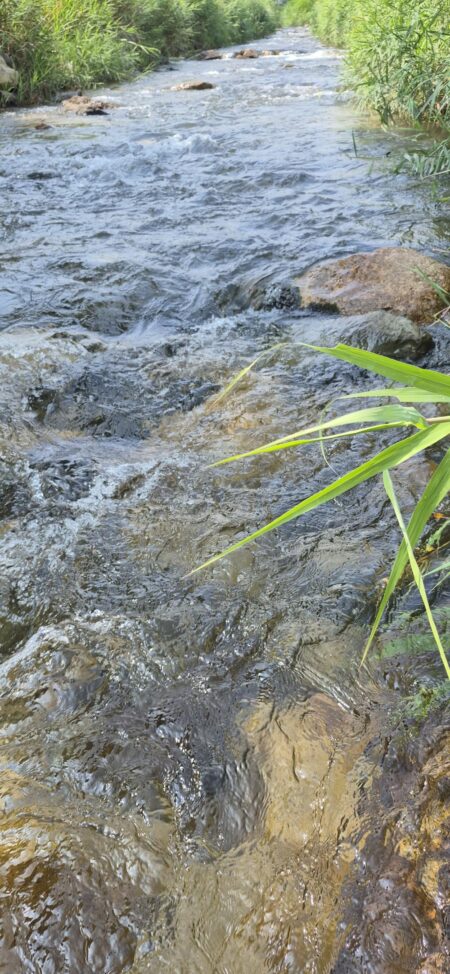 暑いのも渓流は耐えれるねー