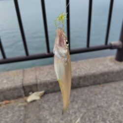 ちょい投げキス釣り