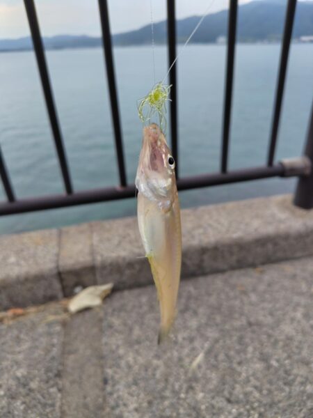 ちょい投げキス釣り