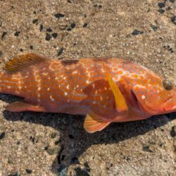 暗い時間は不発も作戦変更が的中。泳がせとジグで根魚をキャッチ。