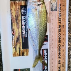 謎の魚
