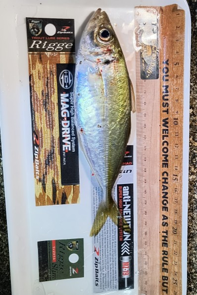 謎の魚