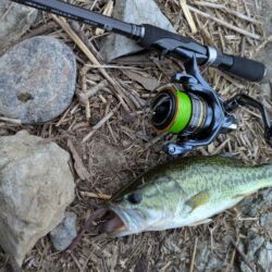 短時間の朝活釣行