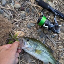 朝活釣行は激熱のボイル
