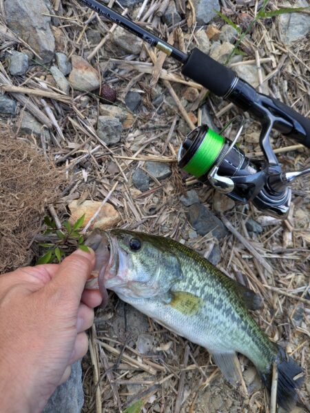 朝活釣行は激熱のボイル