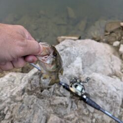 短時間の朝活釣行