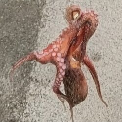 オクトパッシング３