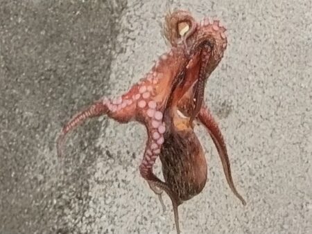 オクトパッシング３
