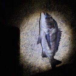 うなぎ釣り