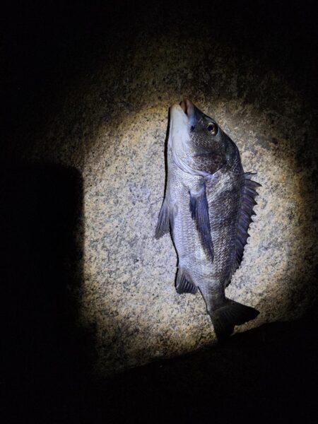 うなぎ釣り