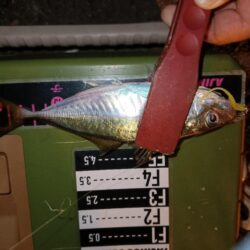 アジング15