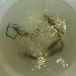 テナガエビ釣り