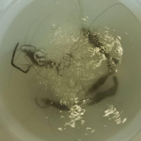 テナガエビ釣り