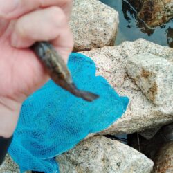 エビ釣り