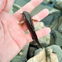 テナガエビ
