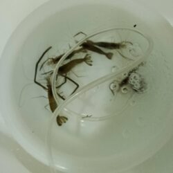 手長エビ