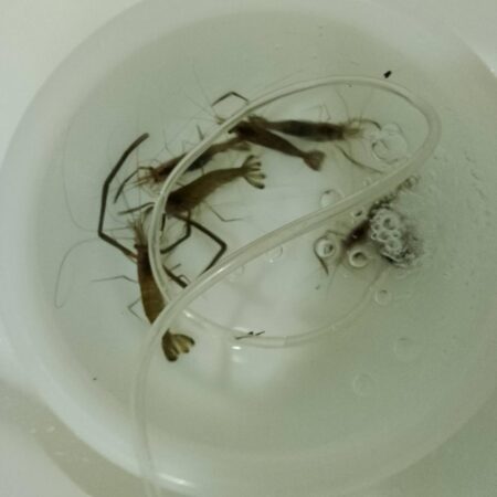 手長エビ