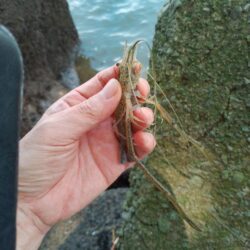 釣りvsウェークボード
