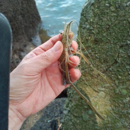 釣りvsウェークボード