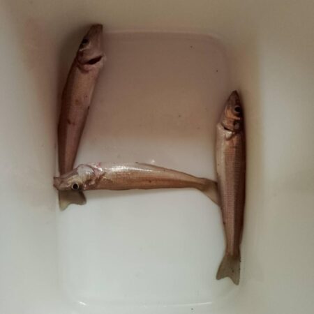 シロギス釣り