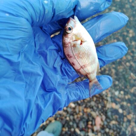 ピンキス釣り