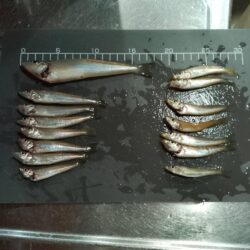 4連投〜シロギス