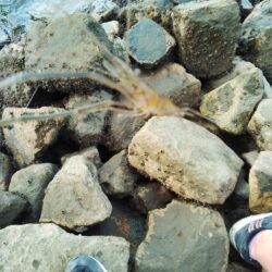 エビ釣り〜まだまだ