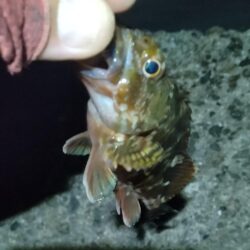 ガシラ