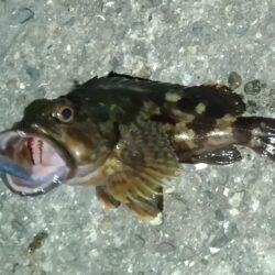 ガシラッシュ