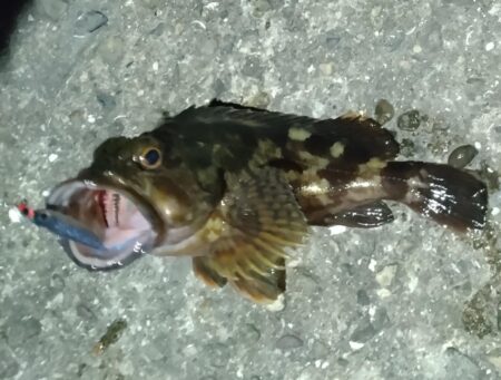 ガシラッシュ