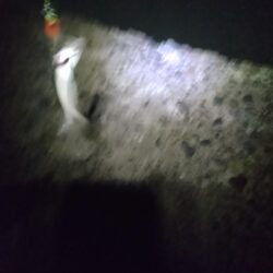 ケンサキゲーム