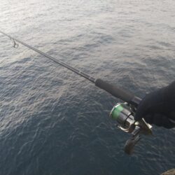 初夏の釣り