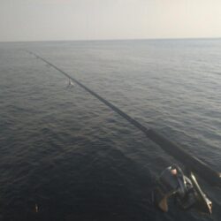 夏の根魚