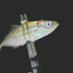 久しぶりのフロートアジング🎣