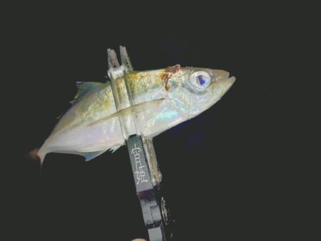 久しぶりのフロートアジング🎣