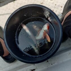 真夏のキス釣り修行