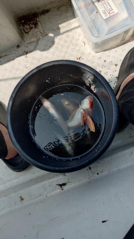 真夏のキス釣り修行