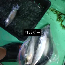 浜田沖ケンサキ鯖襲来