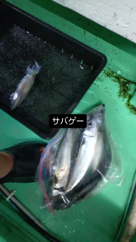 浜田沖ケンサキ鯖襲来