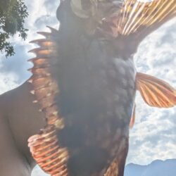 地磯巡り