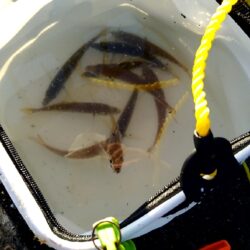 サビキは楽しい